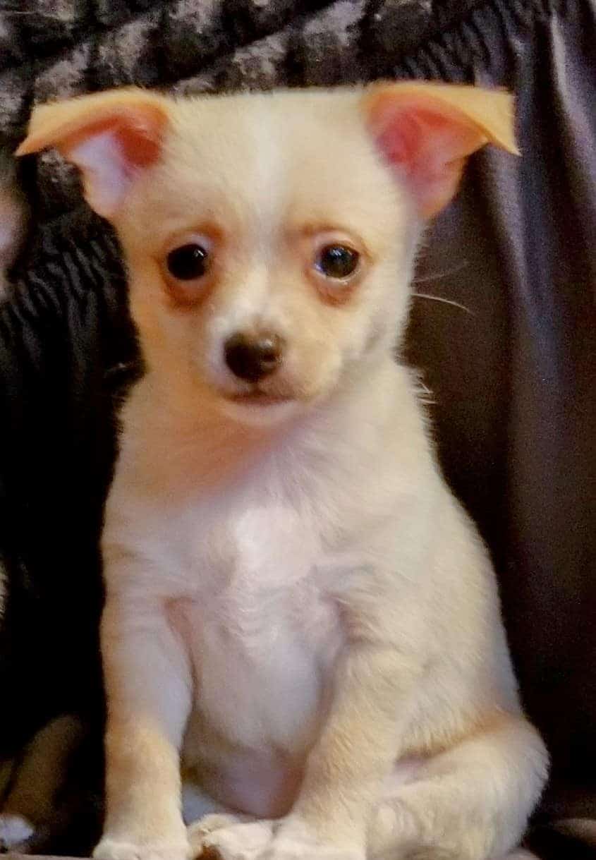 Chihuahua Puppy 9 Weeks Old!