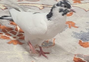 Male pigeon