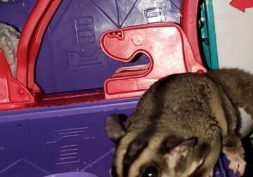 3 Male Sugar Gliders and a Breeding Pair to Rehome