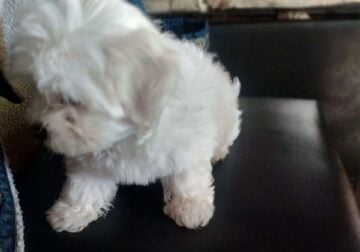 Female puppy for sale