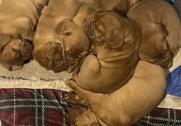 Pure bred Dogue de Bordeaux/French Mastiff Puppies