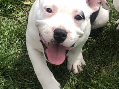 Beautiful ABA Bully/Merle Puppy Need a Home!