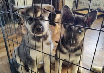 Husky / German Shephard Puppies for Sale