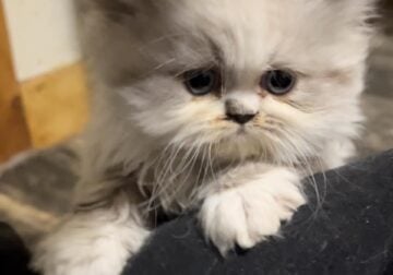 Persian & Minuet Kittens Available