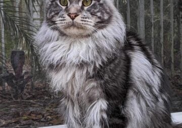 1 year old pure bred Maine coon