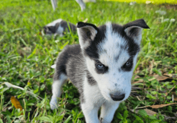 Male Husky Puppies