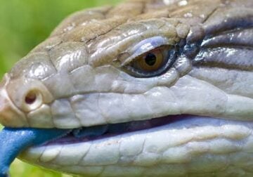 Looking for Blue Tongue Skink With Enclousure