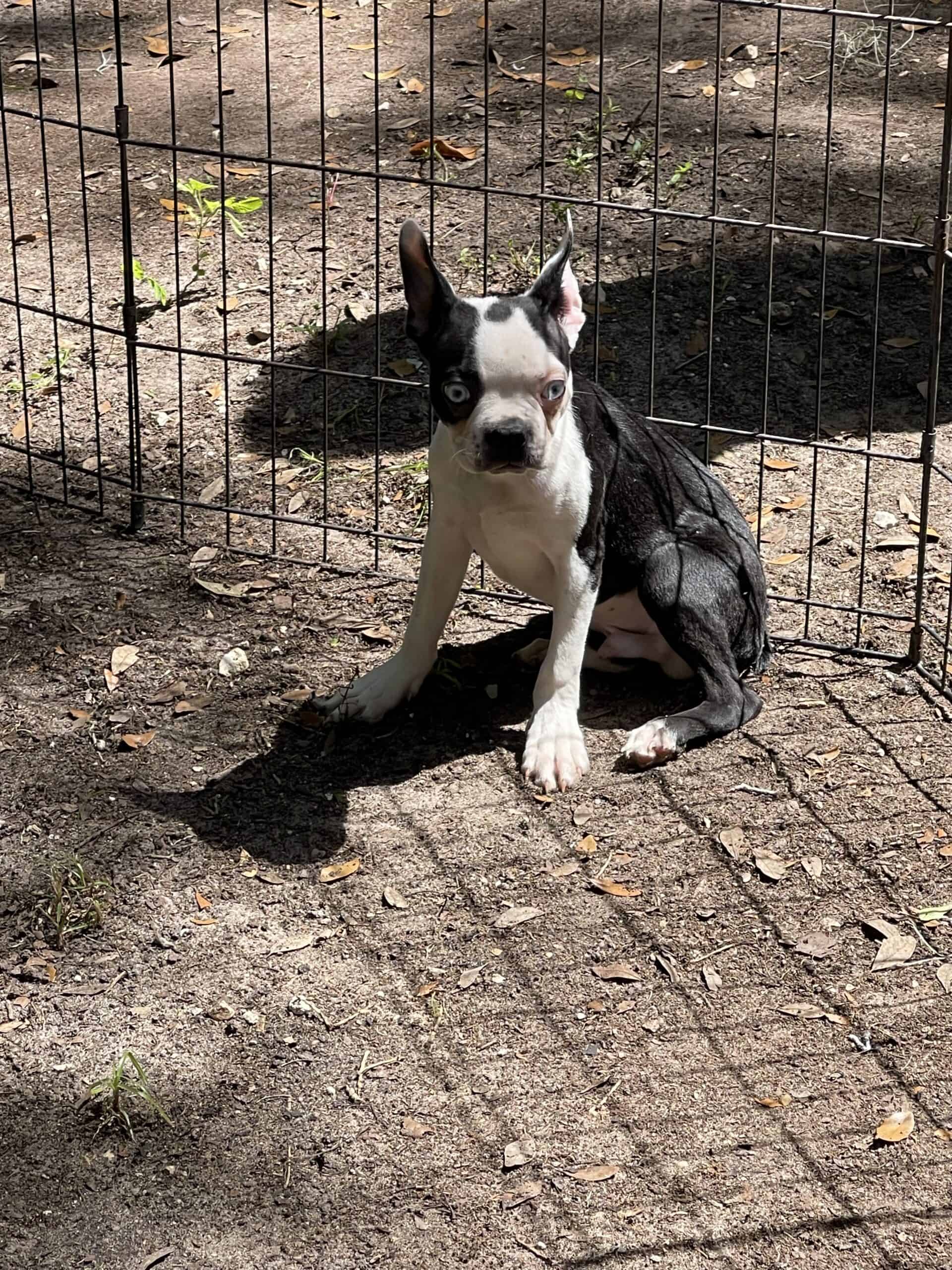 Boston terrier puppies | PetClassifieds.com