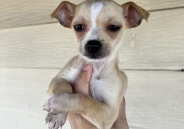 Chihuahua mix puppy / female