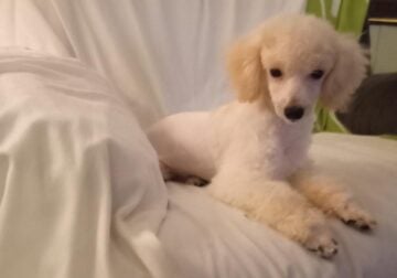 Miniature poodle male 5 months old