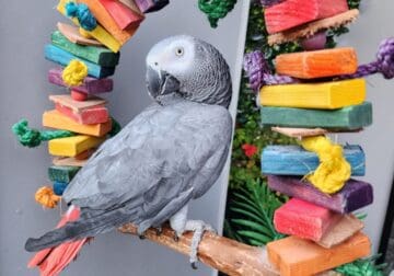 African grey parrot male