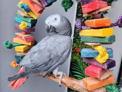 African grey parrot male