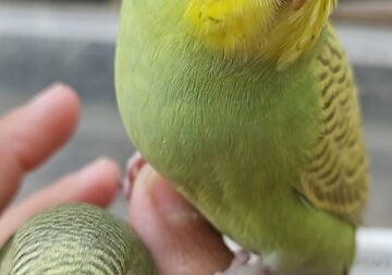 Baby parakeets Adopt now if want to tame