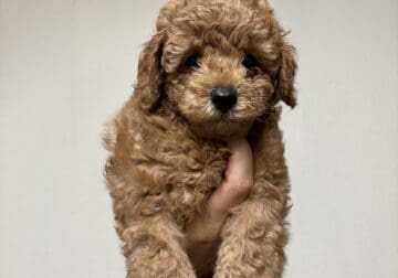 toy mini poodle