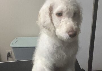 Beautiful Labradoodle Puppies For Sale