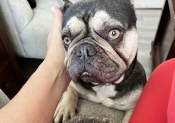Frenchie Female 4 years old