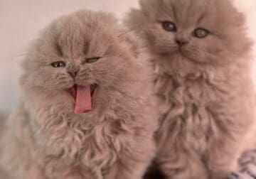 Pure breed Scottish fold kittens