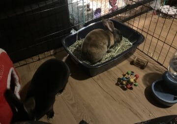 Free bunnies