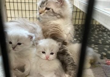 Siberian Kittens for Sale Georgia USA HeartofGold