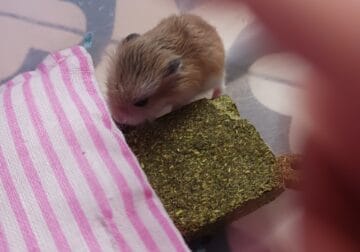 Roborovski Dwarf Hamsters for sale