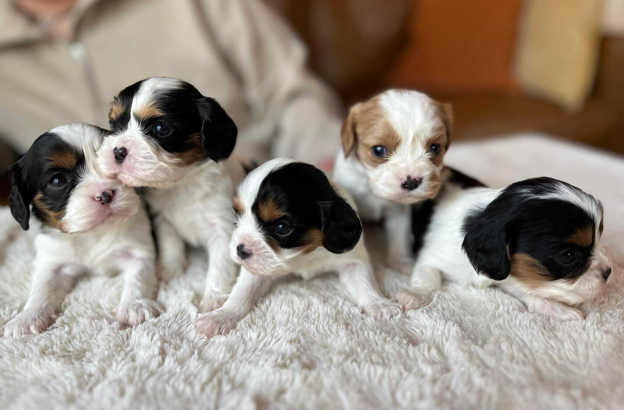 AKC King Charles Cavalier Puppies
