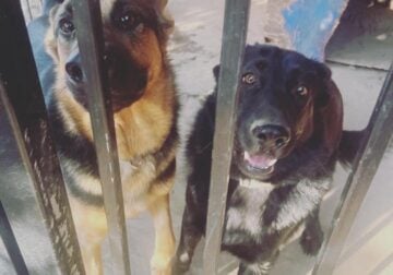 German Shepards Need a Home
