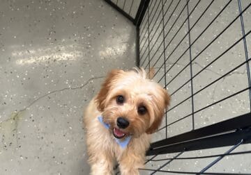 Cute 9month old Cavapoo for sale