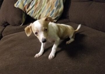 Chiweenie Puppy Available