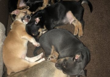 8 -wks old Mix Breed Puppies- Chihuahua Basset Hou