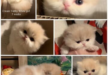 Adorable Traditional Persian kitten available