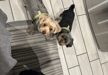 Adorable Yorkies -Must Stay Together