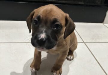 Boxer Mixed and American staff