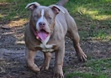 UKC PR bully pups male and female