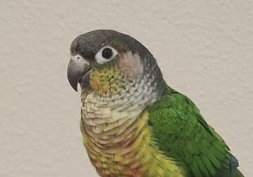 DNA Tested Yellow Sided Green Cheek Conure Female
