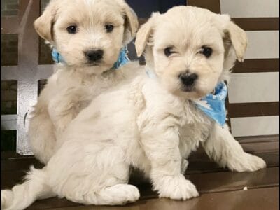 Tiny Maltipoo Male Puppies