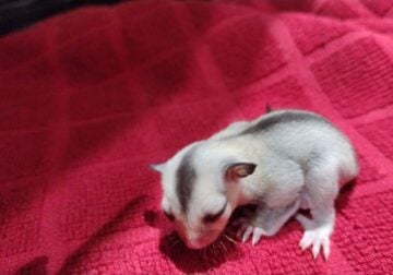 For sale baby sugar gliders.
