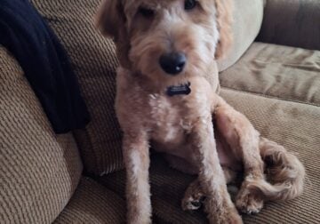 Mini goldendoodle looking for a home