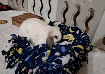 Rehoming 4 month old female holland mini lop