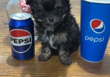 Chipoo (Small) Puppy