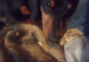 I have two male wiener dogs 6monthes old. $ 150.0