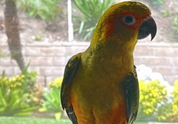 Baby Sun Conures 3 months old
