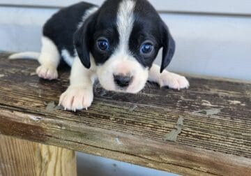 Puppies in need of good home