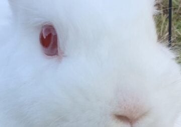 Albino Dwarf Bunny