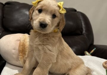 AKC Golden Retriever Puppy Ms. Yellow