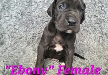 Great Dane Puppy for Sale