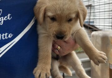 Goldador Puppies For Sale