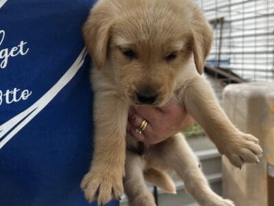 Goldador Puppies For Sale
