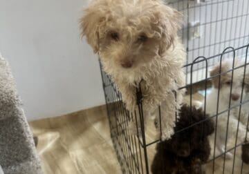 Adorable toy poodle available