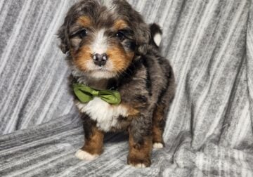 Mini Bernedoodle puppy Chance