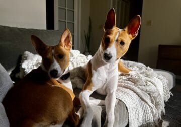 Basenji puppies are on the way!